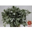 product/img.floraplaza.nl/27052-60-ASSORTI_fotos-Magnet-Blad eucalyptus populus per bunch 400gr.JPG