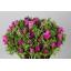 product/img.floraplaza.nl/28-45-ASSORTI_fotos-MVA-Anemone mistral plus cerise.JPG