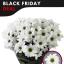 product/img.floraplaza.nl/CHRCHI-ASSORTI_fotos-MVA-Black Friday-Zentoo - Chrys sp Chic.jpg