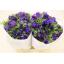 product/img.floraplaza.nl/LANEMISB-ASSORTI_fotos-MVA-Anemone mistral plus blue.JPG