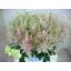 product/img.floraplaza.nl/LASTIEUR5-ASSORTI_fotos-MVA-Astilbe Europa - Aertflower.jpg