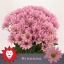 product/img.floraplaza.nl/LCHRRIH-LIVE_fotos-0x495CCEF057555F1EC92D6428DE5D8B858B713871.jpg
