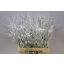 product/img.floraplaza.nl/LGREIVAB6-ASSORTI_fotos-MVA-Grevillea paint white.jpg