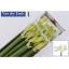 product/img.floraplaza.nl/LHIPMOB-ASSORTI_fotos-MVA-vd Ende - Hippeastrum mont blanc x12.jpg