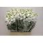 product/img.floraplaza.nl/LLEVIROW-ASSORTI_fotos-TOPB-Matthiola phantom white.JPG