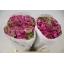 product/img.floraplaza.nl/LRANPONMAL-ASSORTI_fotos-MVA-Ranunculus pon pon malva.JPG