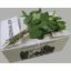 product/img.floraplaza.nl/SALALTIPSPACIFIC-40-ASSORTI_fotos-gcon-GCON Blad salal tips Grizzly Greens.JPG