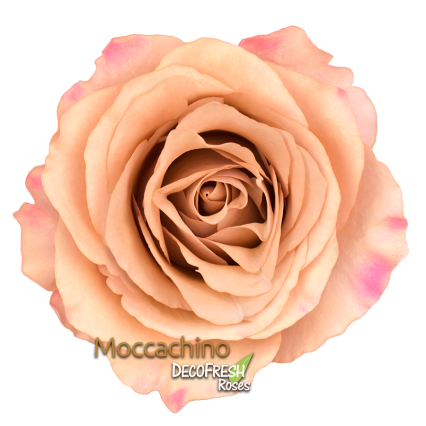 MOCCACHINO-.webp (132 KB)